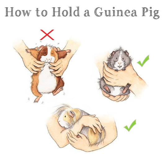 how to hold a guinea pig